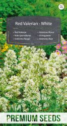 Red Valerian White Seed